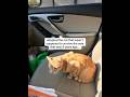 didn't plan on becoming a cat mom. ':#adoptdontshop #catmom #FIVcat #pacagen #ad