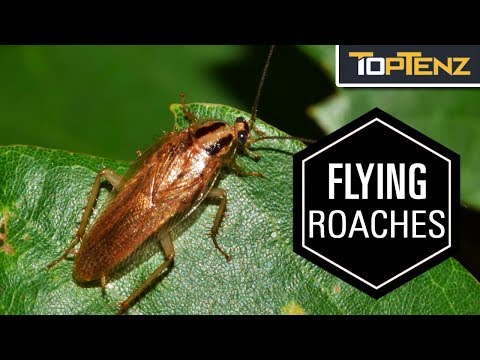 Video: Lietajú všetky šváby?