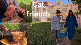 We will try to help stray cats no matter how difficult some times are || Cat friends.