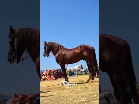 Tbourida Shorts عودي بركي شكون يجري گدامو