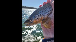 Catching brown trout 'on the hang' on Arthurs Lake