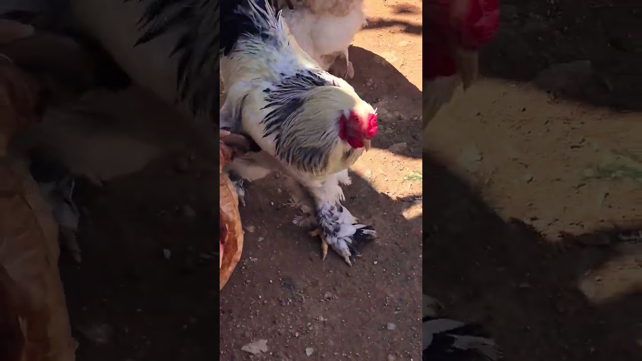 Brahma E Sua Beleza ! 