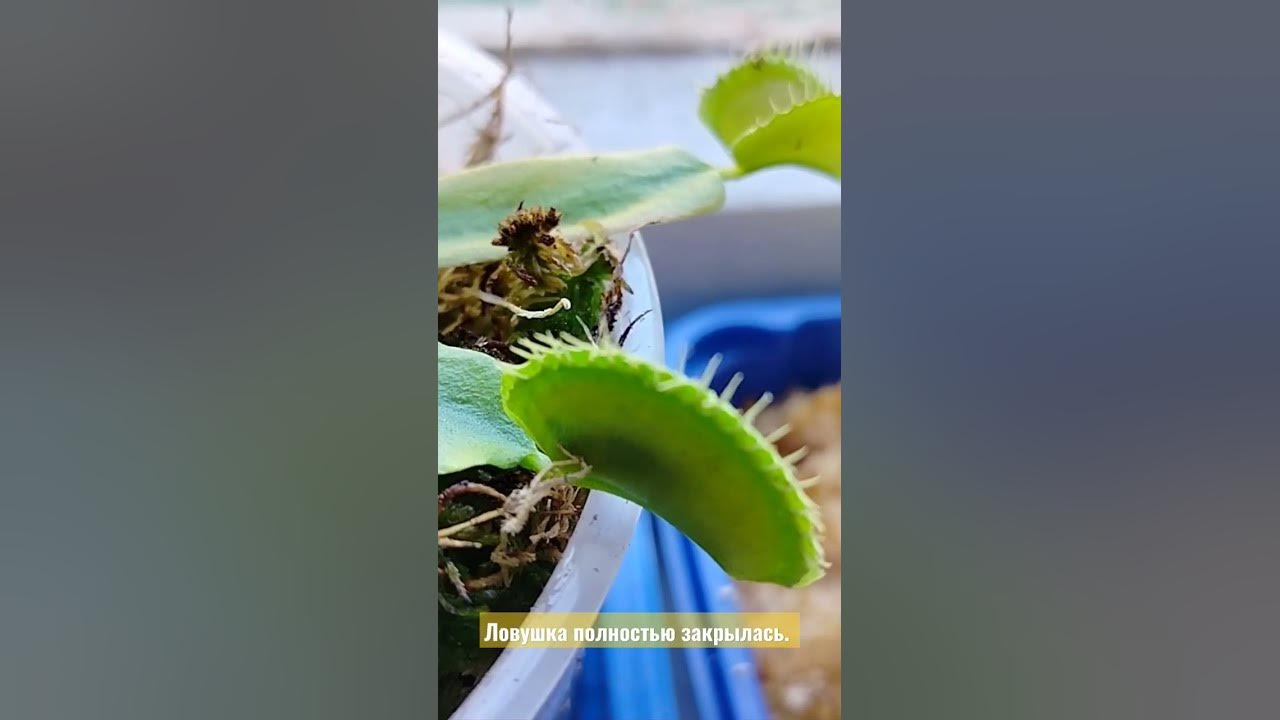 Венерина мухоловка и двухвостка - YouTube
