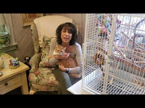 Video: How To Make Friends With A Cat And A Parrot