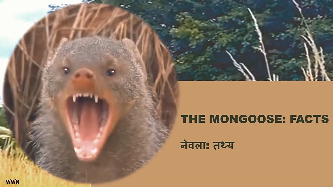 THE MONGOOSE: FACTS- नेवला: तथ्य @wildwithnature7030