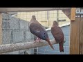 Blue Ground Dove next to King Pigeon : size comparison (Claravis Pretiosa)