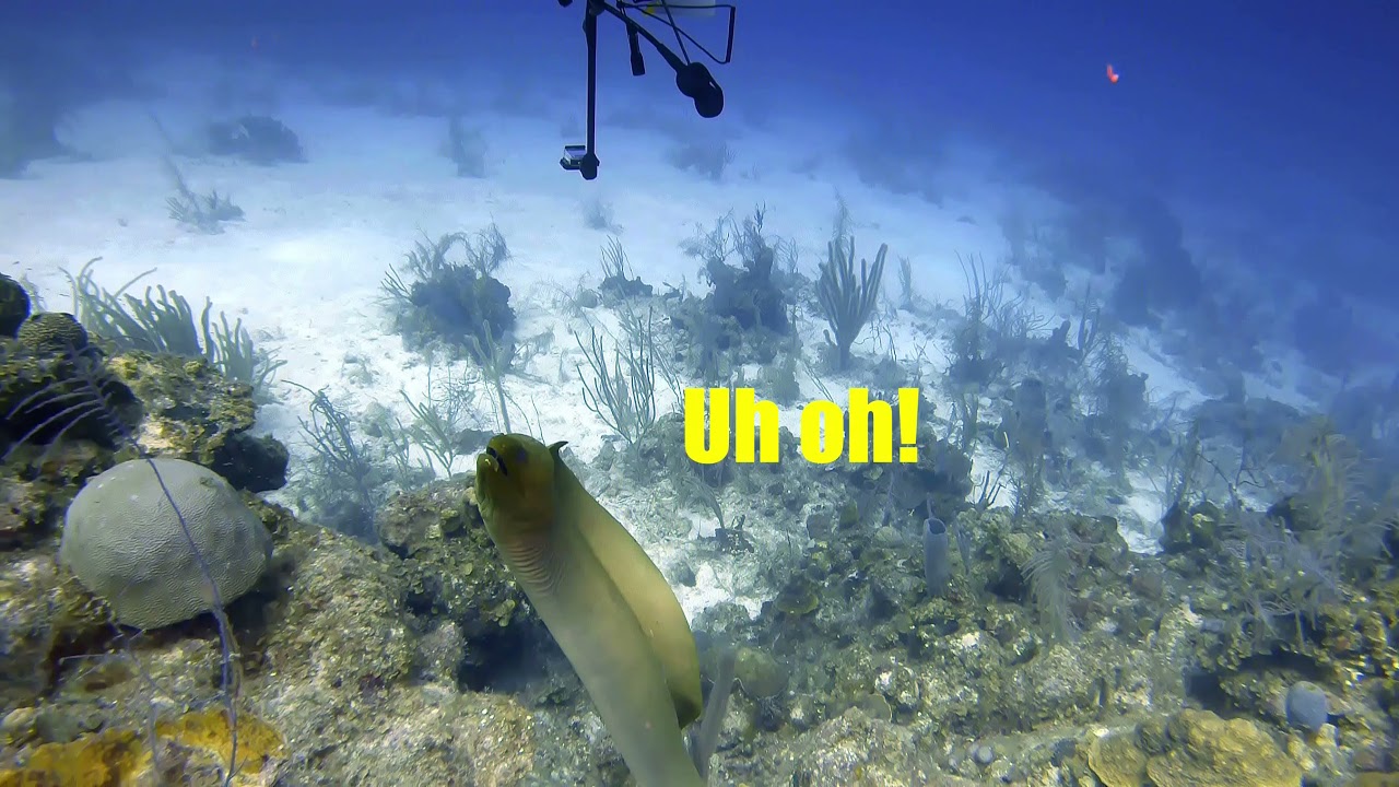 Chased by a Moray Eel in Belize!