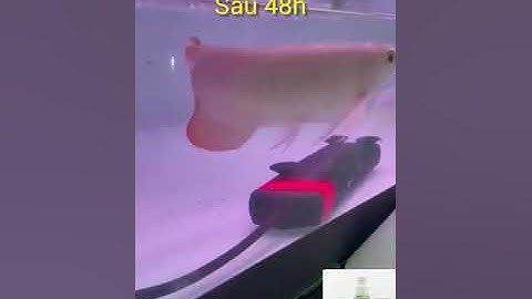 Cấp cứu nguy cơ bội nhiễm nặng ở cá rồng bằng MRBIO