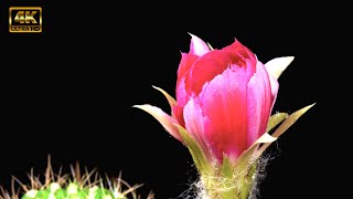 Mesmerizing Cactus Flower Timelapse | Relaxing Music |