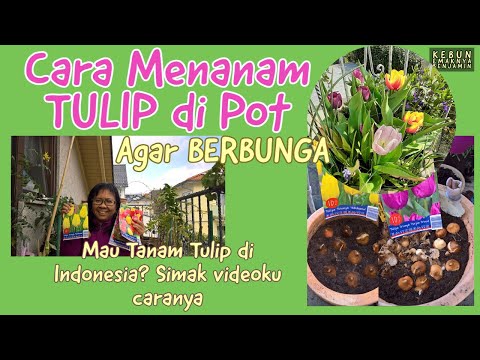 Video: Menanam Umbi Tulip: Cara Menanam Dan Merawat Tulip