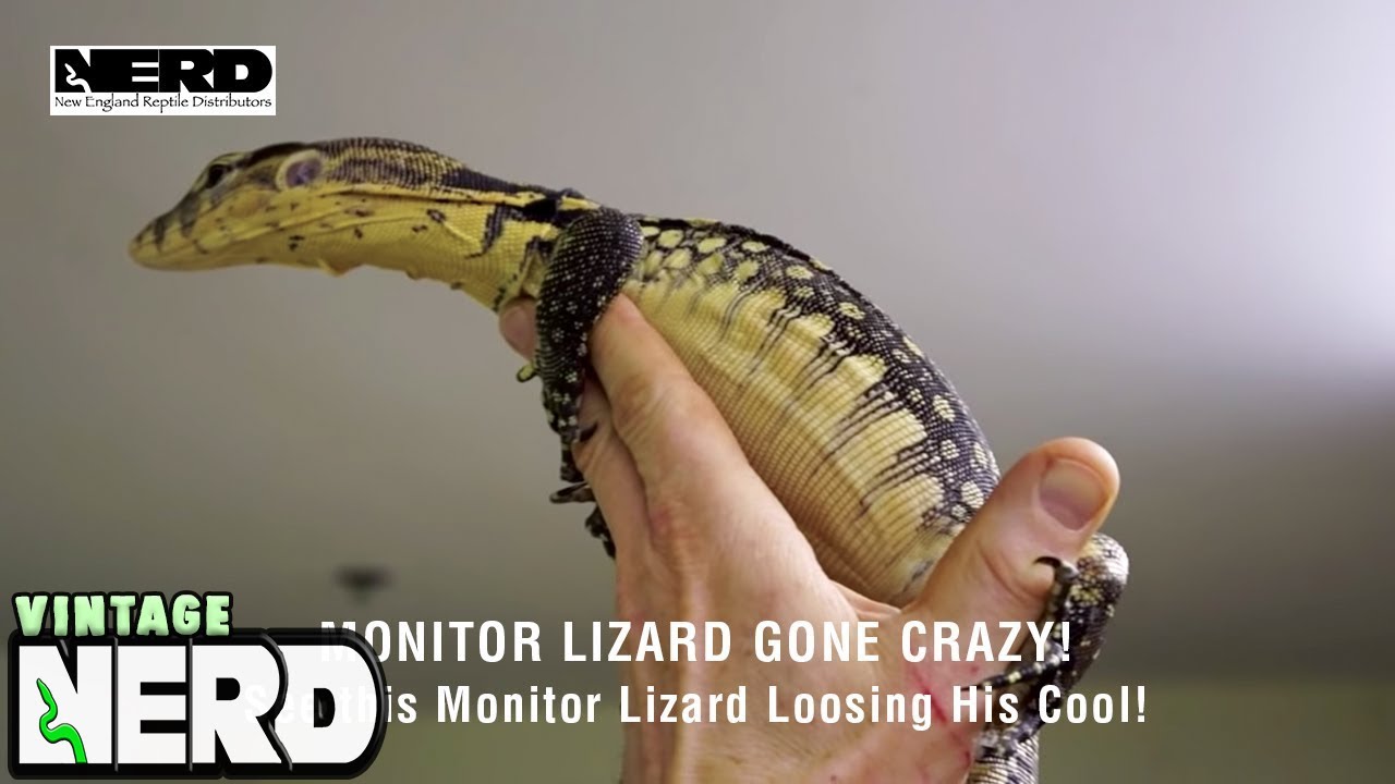 Monitor Lizard Gone Crazy! - See this Monitor Lizard Loosing His Cool!
