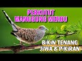 Suara MERDU Perkutut Lokal Manggung, Diringi DOA Malam SABTU WAGE, Bikin TENANG Jiwa &amp; Pikiran !!