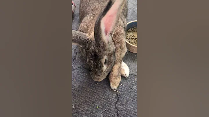 Does Anyone Else's Flemish Giant Rabbit Do This?