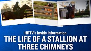 Inside Information: The Life of a Stallion at Three Chimneys