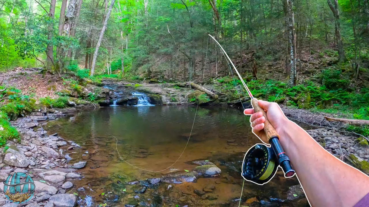 Fly Fishing for INCREDIBLE Trout!! 