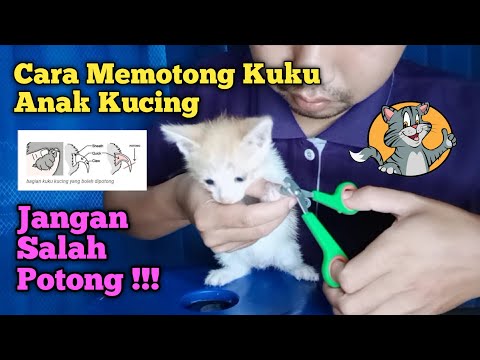 Video: Cara Memotong Cakar Anak Kucing