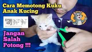 Cara Memotong Kuku Kucing Agresif !! | Sesudah Apa Sebelum Mandi ?