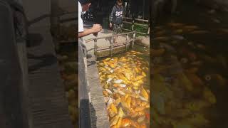 Kasih Makan Peliharaan Tetangga Ikan Gede Amat