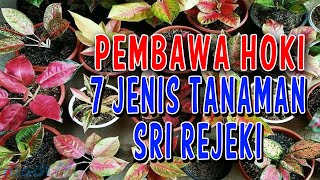 7 Jenis Tanaman Sri Rejeki - Pembawa Hoki