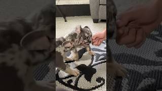 When you really want the toy 😅🥰 #frenchbulldog #frenchie #frenchbulldogpuppy #frenchbully #ohio