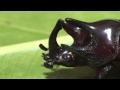 The Scarab Beetles of Costa Rica-From Silver and Gold to Poop Rollers