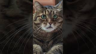 Интуиция 🤔☝️🙀🤣 #cat #кот #юмор #котушка #позитив #популярное #приколы