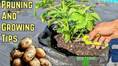 Growing and Pruning Potato Plants for Bigger Harvest ! Maximum Production!#potato #garden #gardening