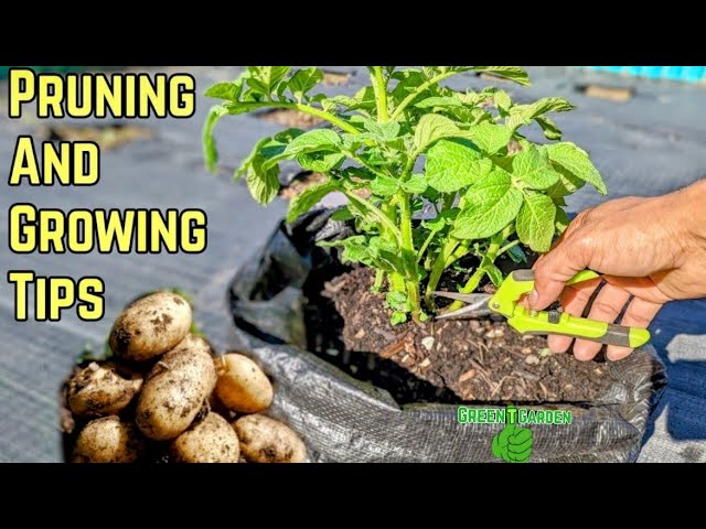 Are my potato plants too tall. How do I fix? : r/vegetablegardening