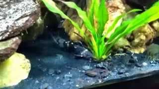 South American Bumble Bee Catfish