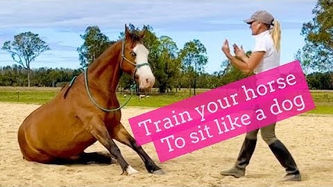 Train Your Horse To Sit Like A Dog using the lay down  | LaraCoventryCox.com
