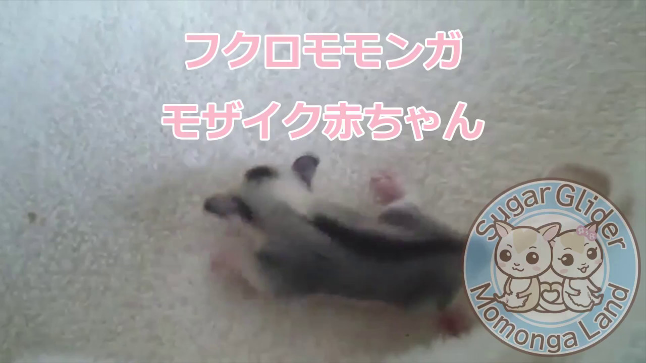 フクロモモンガ モザイク 赤ちゃん | Momonga Land モモンガ