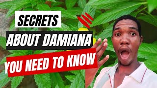 😱SECRETS😱‼️ You Need To Know About The DAMIANA HERB 🌿