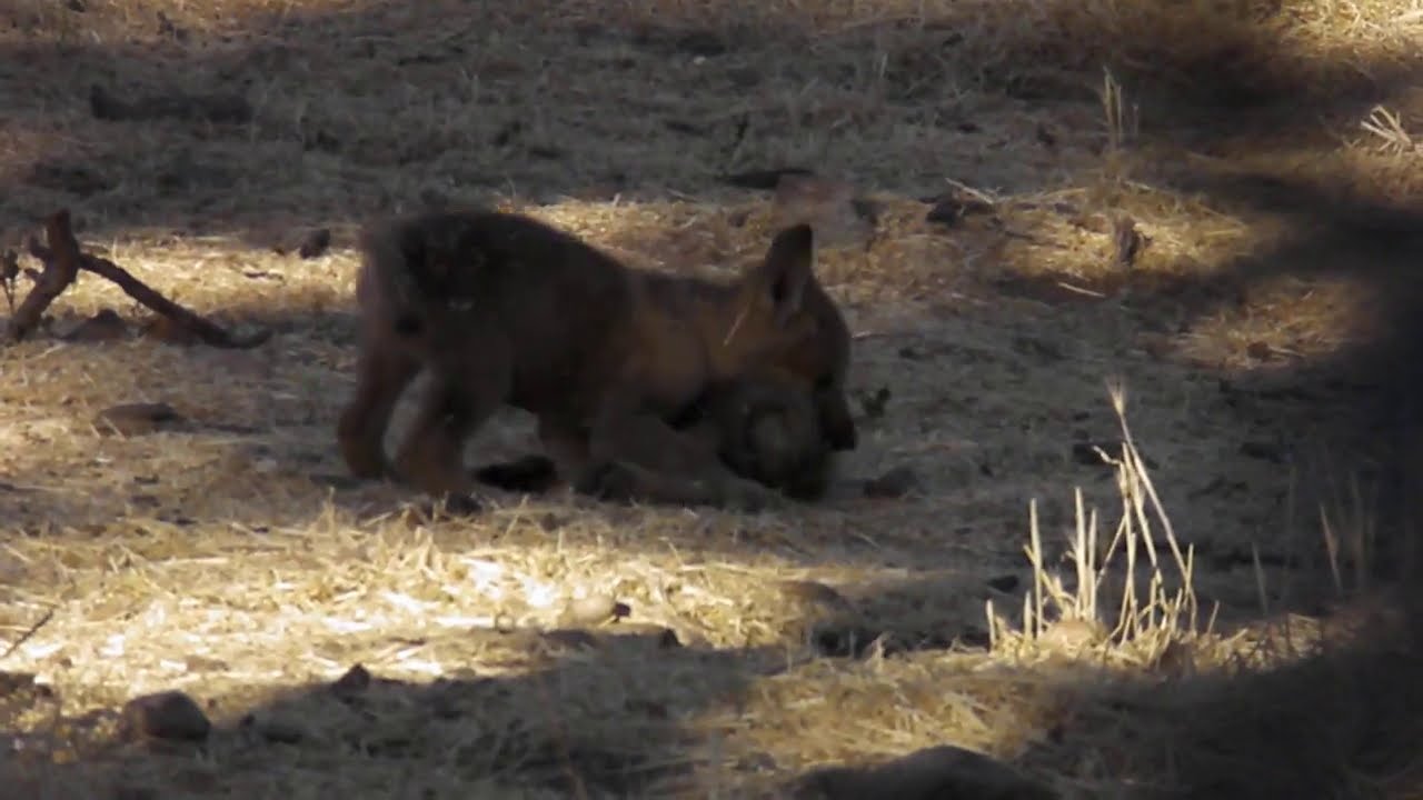 Young wolf puppies wrestling at California Wolf Center - YouTube