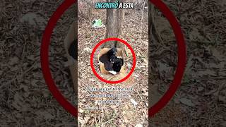 Mamá, No Nos Dejes Un Grito Desesperado Que Refleja El Dolor Del Abandono.