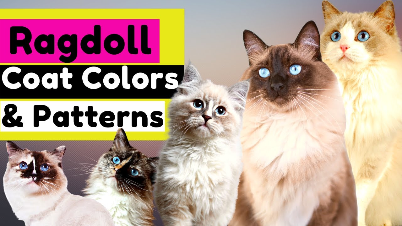 Cat Coat Colors