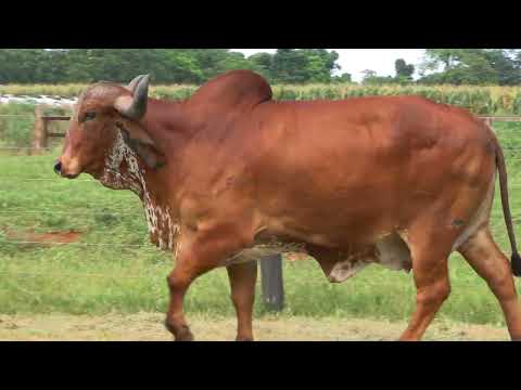 LOTE 9 • LEILÃO LIQUIDAÇÃO GIR LEITEIRO BELA VISTA • JAS 589