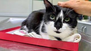 Meow Meow Vet Day | Regular checkup | 久しぶりの動物病院の定期検診、緊張で沢山鳴いた日