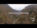 Прогулка по Тисо-Самшитовой роще, Сочи. Март 2022г.