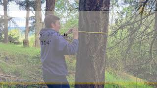 Celebrity Forestry Session 3 - Calculating Volume Wealth