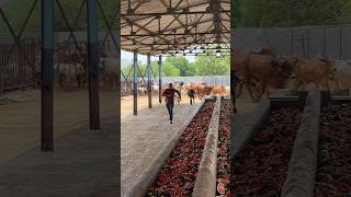 #shravanseva #cow #gaumata #trending #indiancow #youtubeshorts
