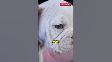 The Secret of the Doors ! #shorts