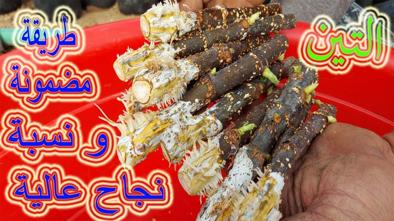 افضل طريقة للتجذير التين و نسبة النجاح عالية