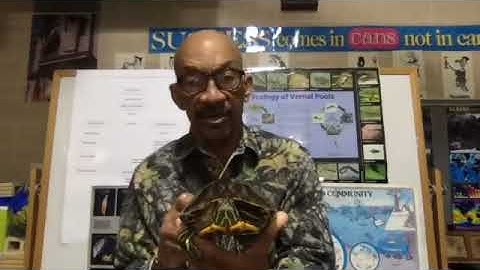 Producers, Consumers, and Decomposers in a Pond