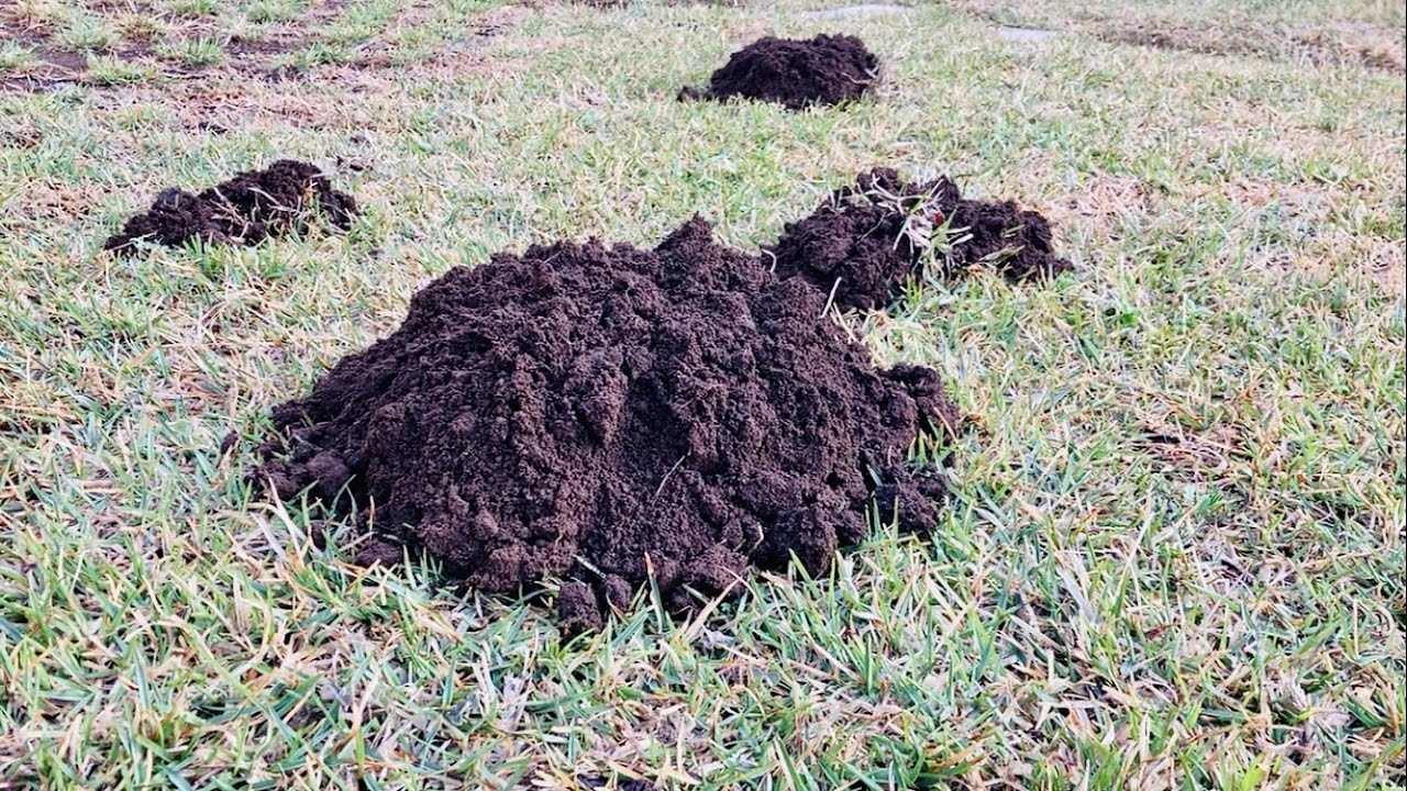 2023 モグランでモグラ退治