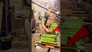 Bamboo Trick To Grow A Chikoo Tree Fast