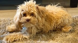 Oops, puppy looses the ball! 🥰 by Office Dog Snoopy (and Obi his new intern) :) 83 views 3 months ago 1 minute, 12 seconds