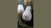 Семья Фетистовых