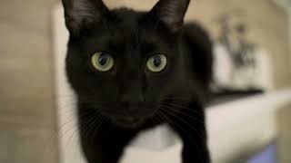 10 Interesting Facts About Black Cats