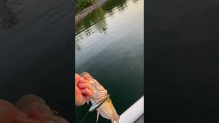 #topwater #bassfishing #catchandrelease #outdoors #lewsfishing #subscribe #growth #wow #views #like