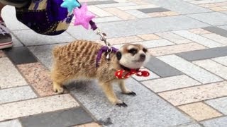 Meerkat in the Middle of Tokyo [iPhone 4S/HD]